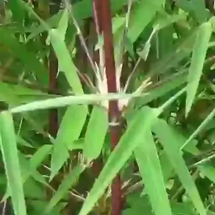 grasses and bamboo